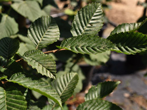 Vivers Càrex - Carpinus betulus